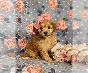 Maltipoo-Poodle (Miniature) Mix Puppy for sale in RONKS, PA, USA