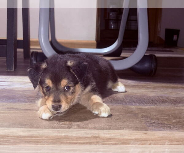 Medium Photo #3 Mutt Puppy For Sale in Plainfield, IL, USA