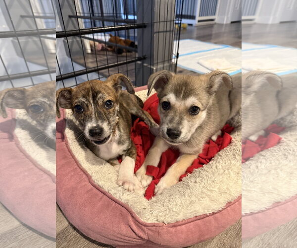 Medium Photo #4 Mutt Puppy For Sale in Sandy, UT, USA