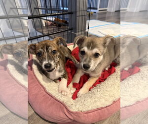 Zaya - Female Mutt Dog for Adoption - Photo #4