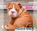 Small Photo #13 English Bulldog Puppy For Sale in SACRAMENTO, CA, USA