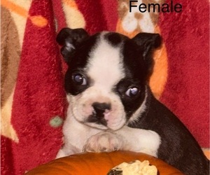 Medium Faux Frenchbo Bulldog