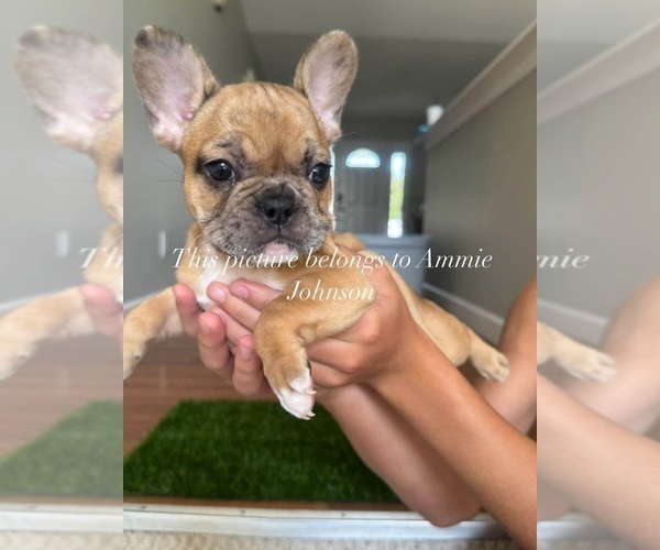 Medium Photo #14 French Bulldog Puppy For Sale in PRINCETON, WV, USA