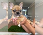 Small #13 French Bulldog