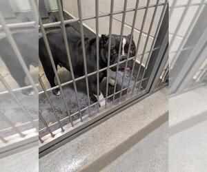 Staffordshire Bull Terrier-Unknown Mix Dogs for adoption in Upland, CA, USA