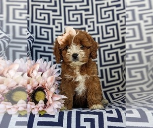 Cavapoo Puppy for sale in NEW PROVIDENCE, PA, USA