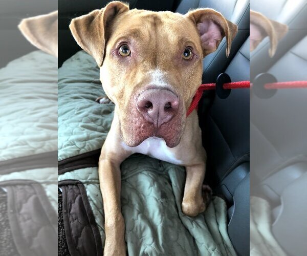 Medium Photo #2 American Pit Bull Terrier-Unknown Mix Puppy For Sale in Blacklick, OH, USA