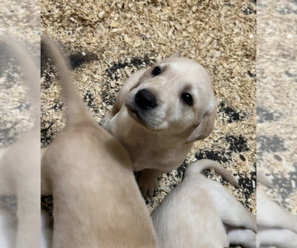 Medium Photo #6 Labrador Retriever Puppy For Sale in WOODBRIDGE, CT, USA
