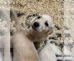 Litter of 7 - Male(s) and Female(s) Labrador RetrieverLitter of Puppies for Sale - Photo #6