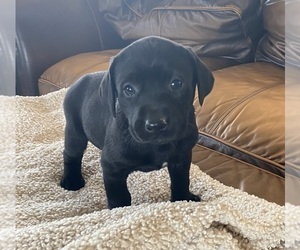 Labrador Retriever Puppy for Sale in DOUGLAS, Georgia USA