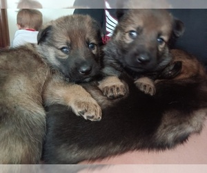 German Shepherd Dog Puppy for sale in MARION, NC, USA