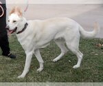 Small Photo #2 German Shepherd Dog Puppy For Sale in Phoenix, AZ, USA