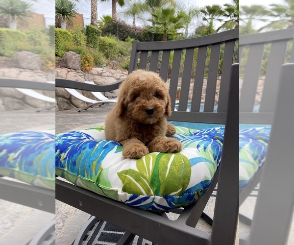 Medium Photo #3 Goldendoodle (Miniature) Puppy For Sale in SAN DIEGO, CA, USA
