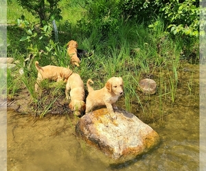 Goldendoodle Puppy for sale in DEER RIVER, MN, USA