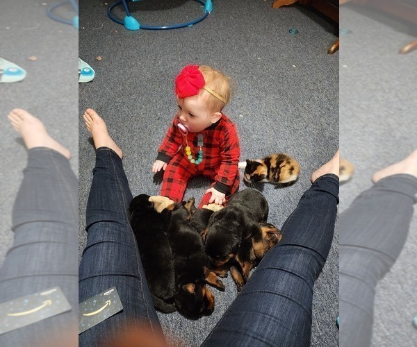 Medium Photo #11 Rottweiler Puppy For Sale in SPARKS, GA, USA