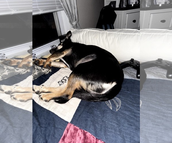 Medium Photo #4 Jack-Rat Terrier Puppy For Sale in New Hampton, NY, USA