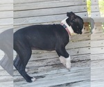 Small Photo #5 Boston Terrier Puppy For Sale in BROOKSVILLE, FL, USA