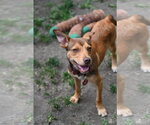 Small #2 Miniature Pinscher Mix