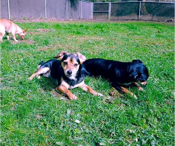 Medium Photo #5 Chilier Puppy For Sale in Arlington, WA, USA