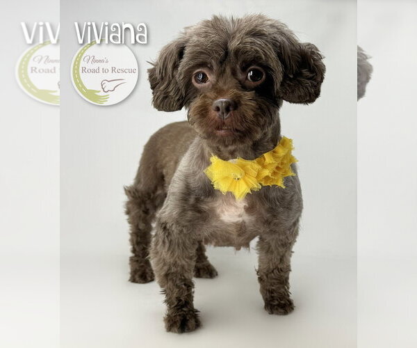 Medium Photo #2 Shih Tzu Puppy For Sale in Benton, LA, USA