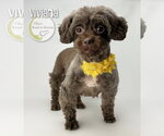 Small #1 Shih Tzu