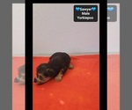 Sawyer - Male Yorkipoo Puppy for Sale - Photo #2