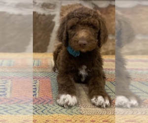 Medium Goldendoodle