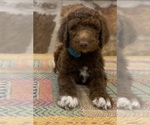 Puppy Forest Goldendoodle