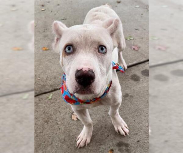 Medium Photo #2 American Pit Bull Terrier Puppy For Sale in Tulsa, OK, USA