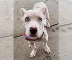 Small #1 American Pit Bull Terrier
