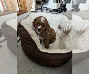 Cavapoo Puppy for sale in GALLATIN, TN, USA