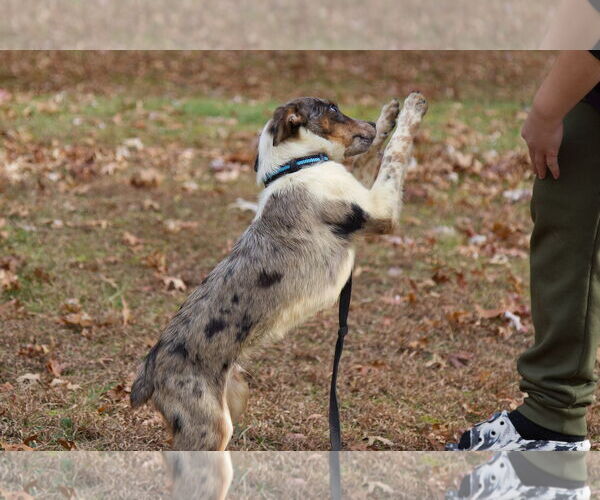 Medium Photo #2 Mutt Puppy For Sale in Garden City, NY, USA