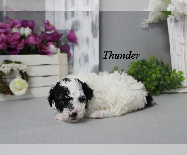 Medium Photo #6 Poodle (Toy) Puppy For Sale in CHANUTE, KS, USA