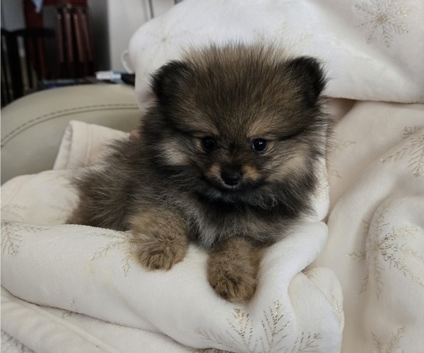 Medium Photo #2 Pomeranian Puppy For Sale in MENIFEE, CA, USA