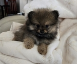 Small #1 Pomeranian