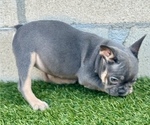 Small #9 French Bulldog