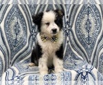 Small Photo #8 Australian Shepherd Puppy For Sale in LAKELAND, FL, USA