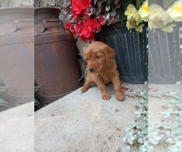 Medium Photo #3 Golden Retriever Puppy For Sale in GREENWOOD, WI, USA