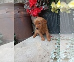 Small #2 Golden Retriever
