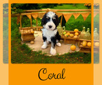 Small Bernedoodle-Poodle (Standard) Mix