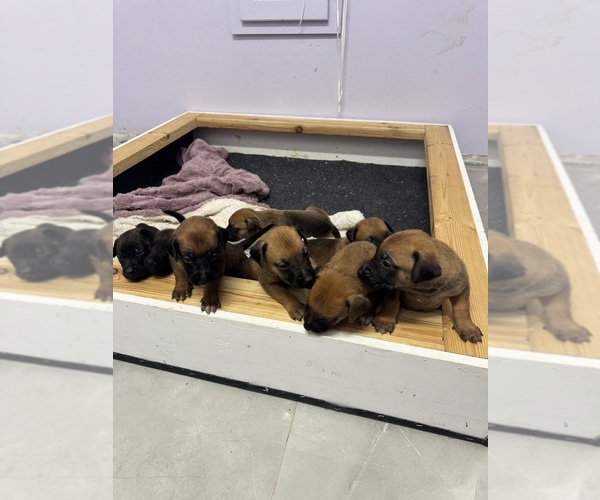Medium Photo #2 Belgian Malinois-Rhodesian Ridgeback Mix Puppy For Sale in LEHIGH ACRES, FL, USA