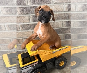 Boxer Puppy for sale in MIDDLEBURY, IN, USA