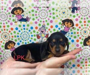 Dachshund Puppy for sale in WINNSBORO, LA, USA