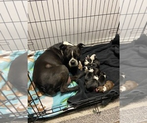 Mother of the Boston Terrier puppies born on 08/31/2023