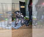 Small #2 American Pit Bull Terrier Mix