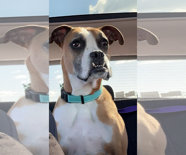 Medium Photo #9 Boxer Puppy For Sale in Burnsville, MN, USA