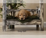 Puppy 3 Doodle-Goldendoodle Mix