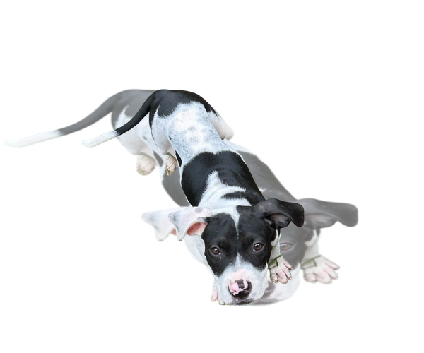 Medium Photo #1 Bulldog-Unknown Mix Puppy For Sale in Wetumpka, AL, USA