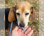 Small #5 Beagle