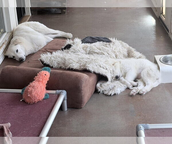 Medium Photo #4 Great Pyrenees Puppy For Sale in Dallas, TX, USA
